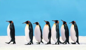 leadership-penguins1